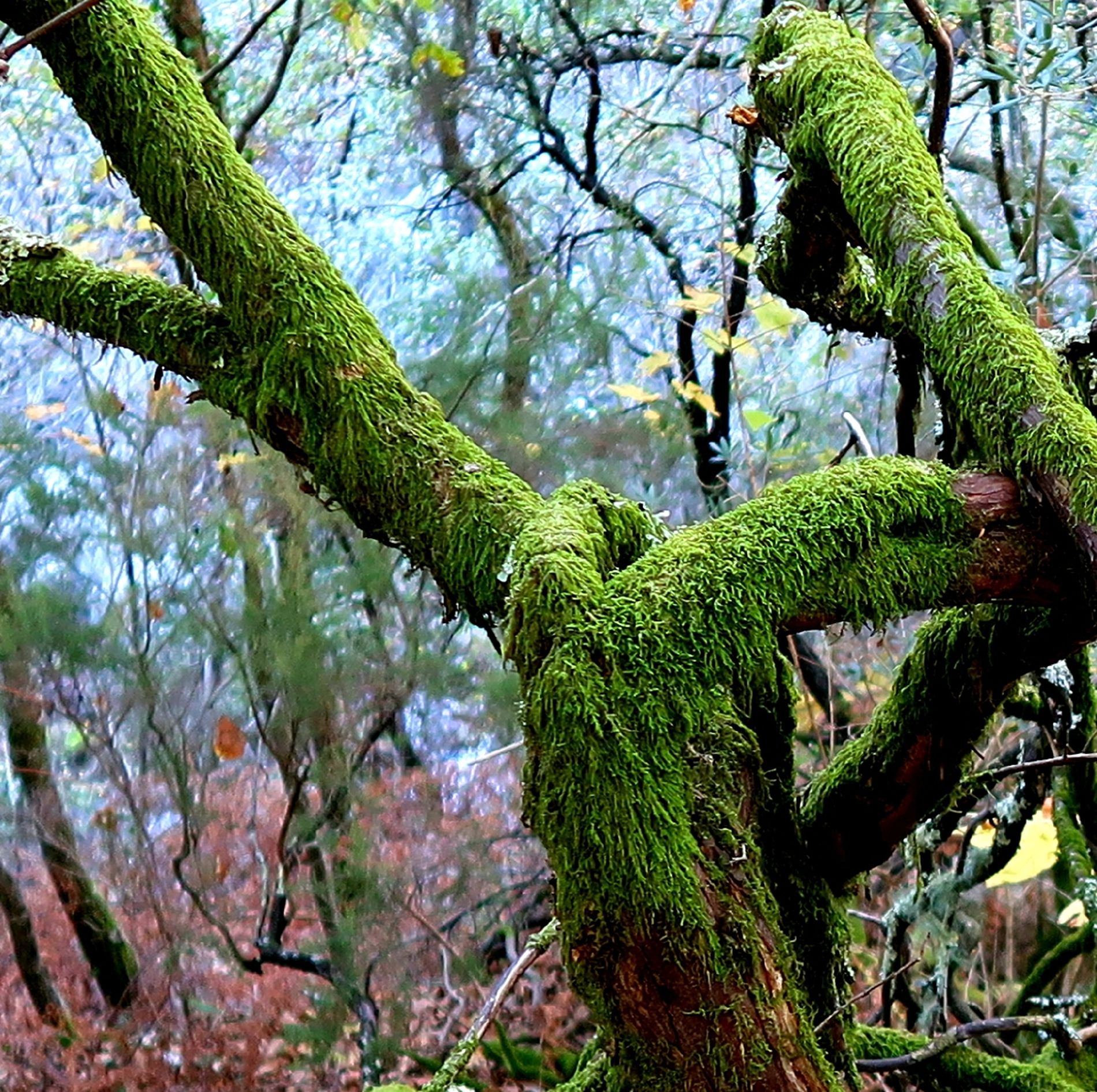 GuruShots - Nature March 2026