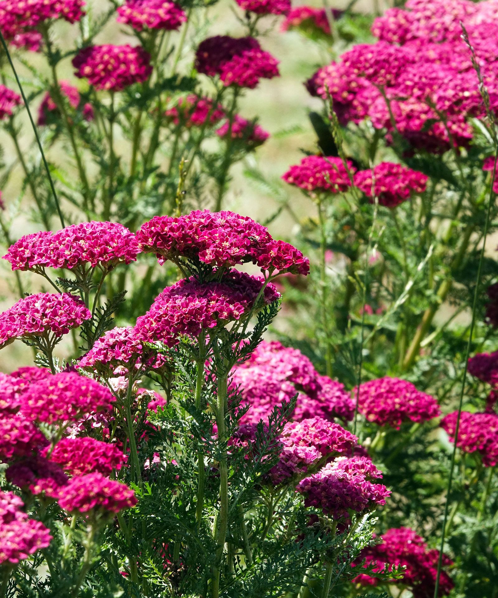 Best plants for pollinators: 25 ways to help wildlife | Gardeningetc