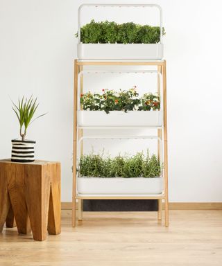 hydroponic Smart Garden
