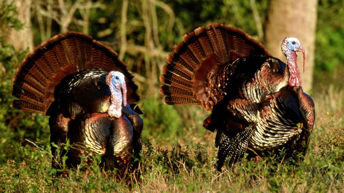 Wild turkeys in Georgia, USA