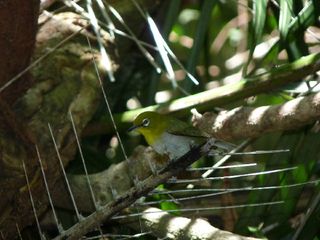 A Japanese white-eye, one of two species of bird found to disperse live snails in its droppings.
