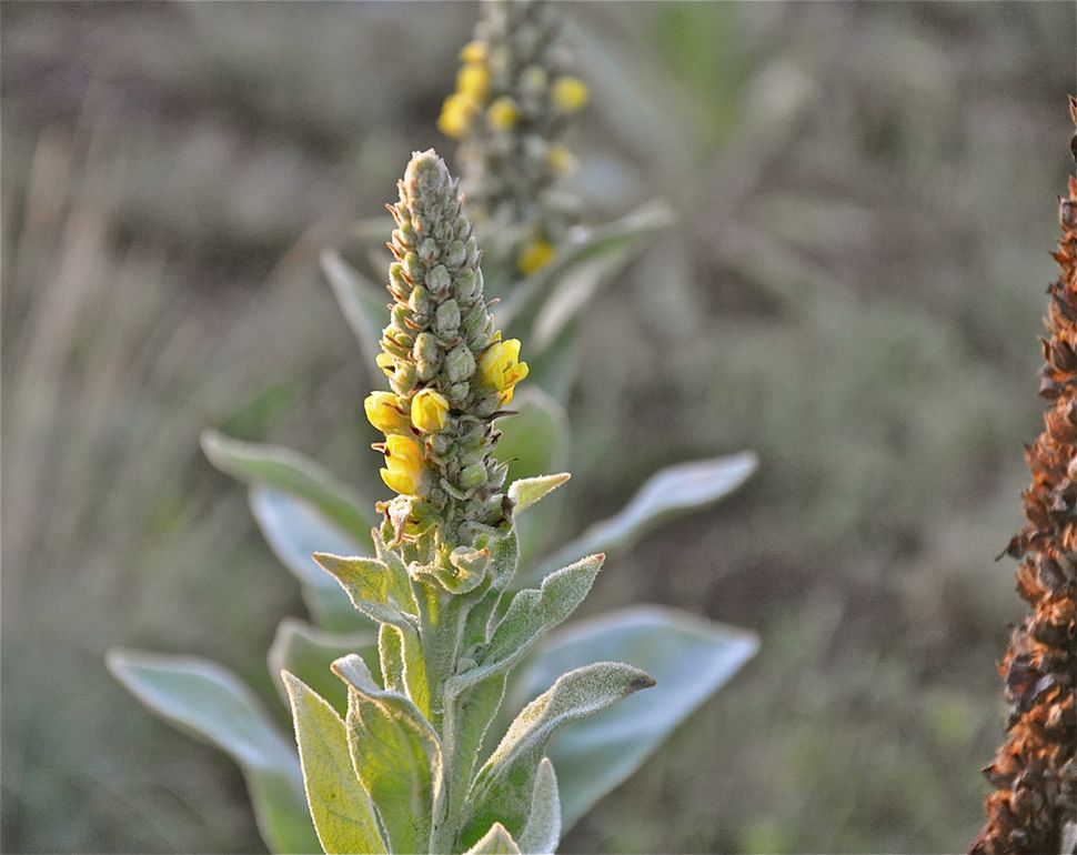 Common Mullein Stunning Photos of the 'Flannel Leaf' Plant Live Science