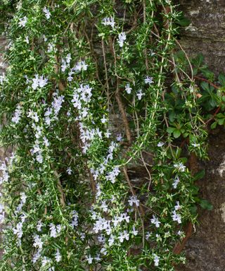 Flowers and foliage of the prostrate rosemary, Rosmarinus officinalis (Prostratus Group), hanging over a wall
