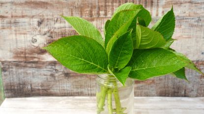 propagating hydrangea cuttings in water