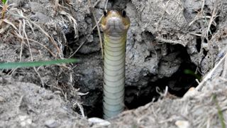 Snake in a hole in soil