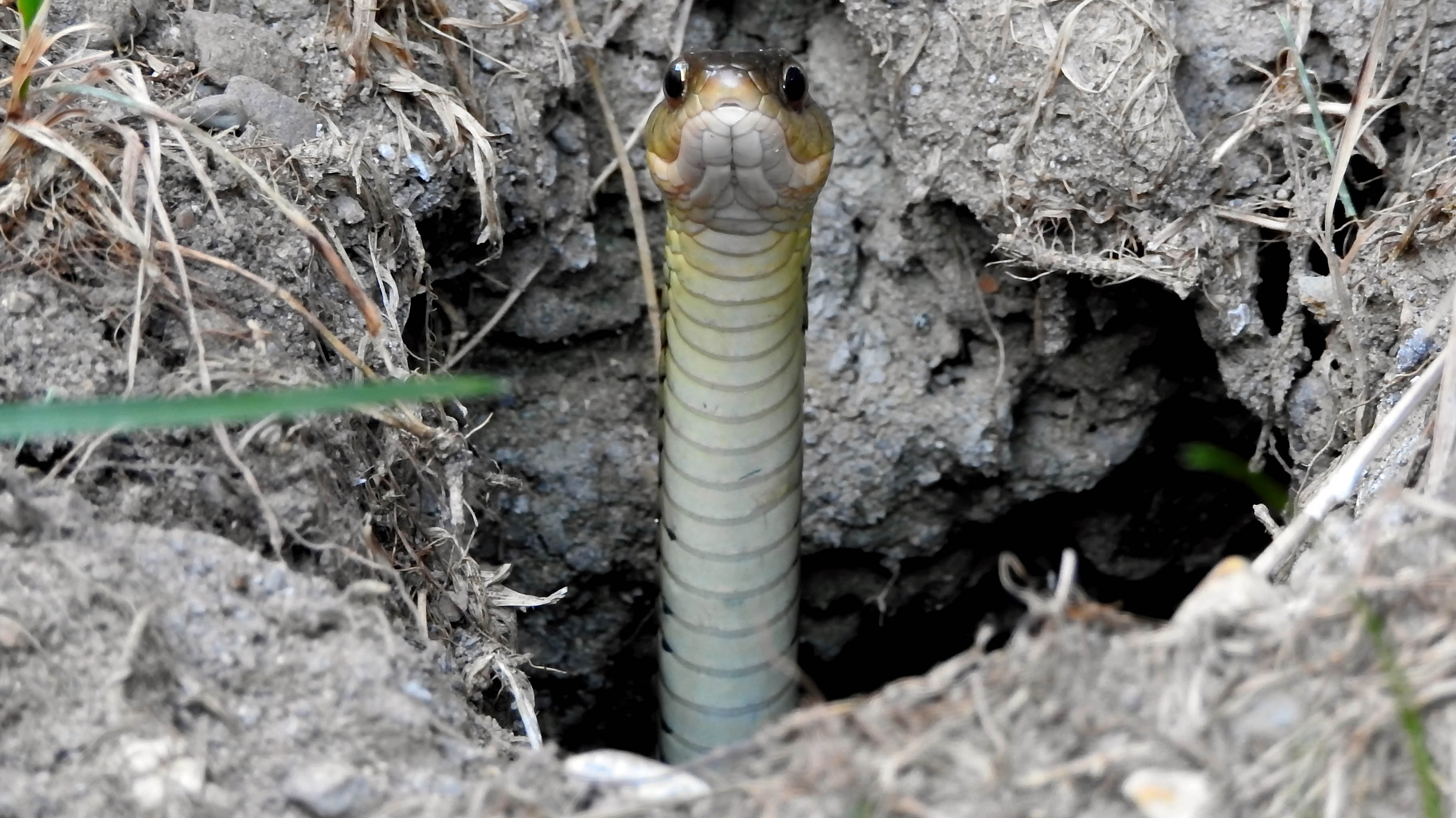 Serpent dans un trou dans le sol