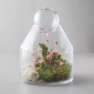 Anthropologie Tall Ball-Top Terrarium