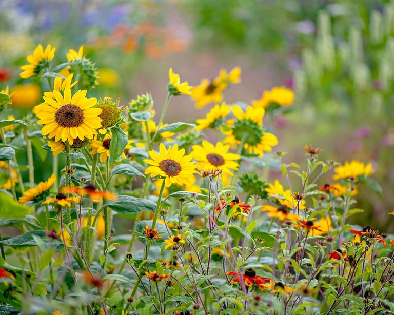 How to grow sunflowers top tips on planting and caring for these