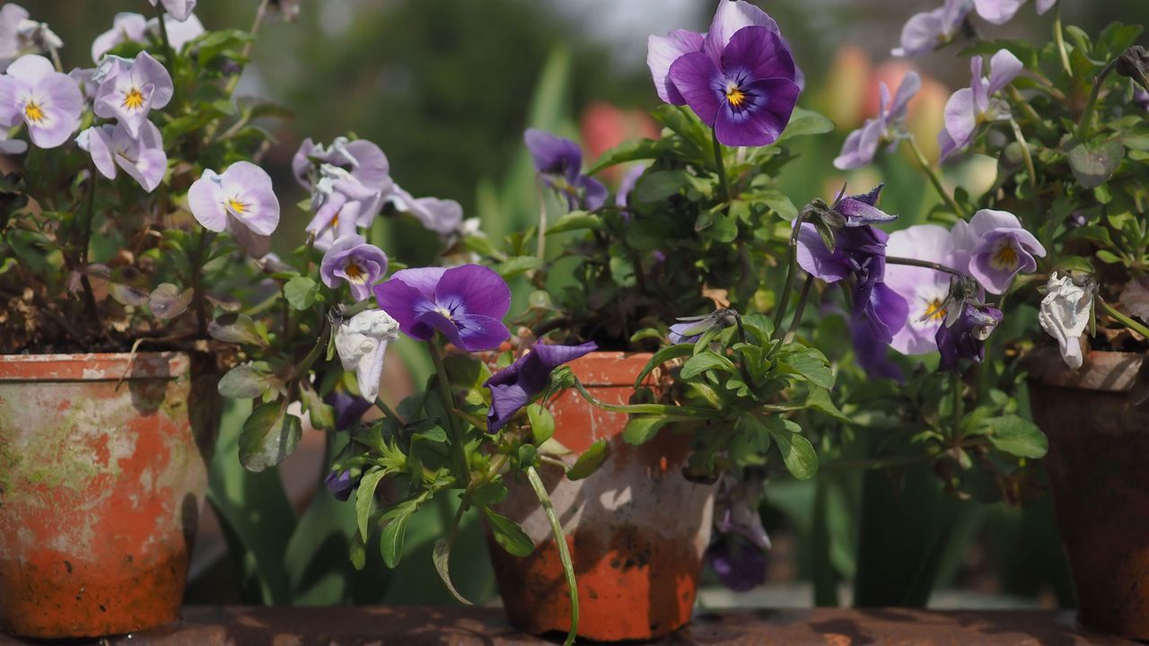 pansies in terracotta pots