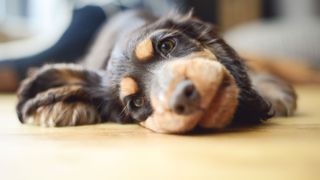 Puppy lying on the floor