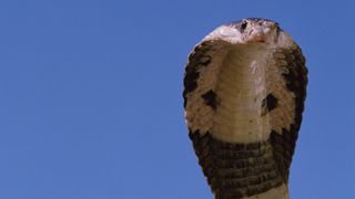 King cobras — which may be four distinct species — are the longest venomous snakes in the world.