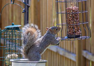 grey squirrel reaching for nuts in squirrel-proof feeder