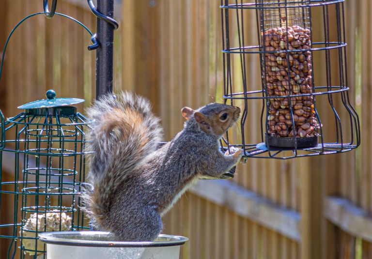 How to get rid of squirrels in the garden deter these pests from your