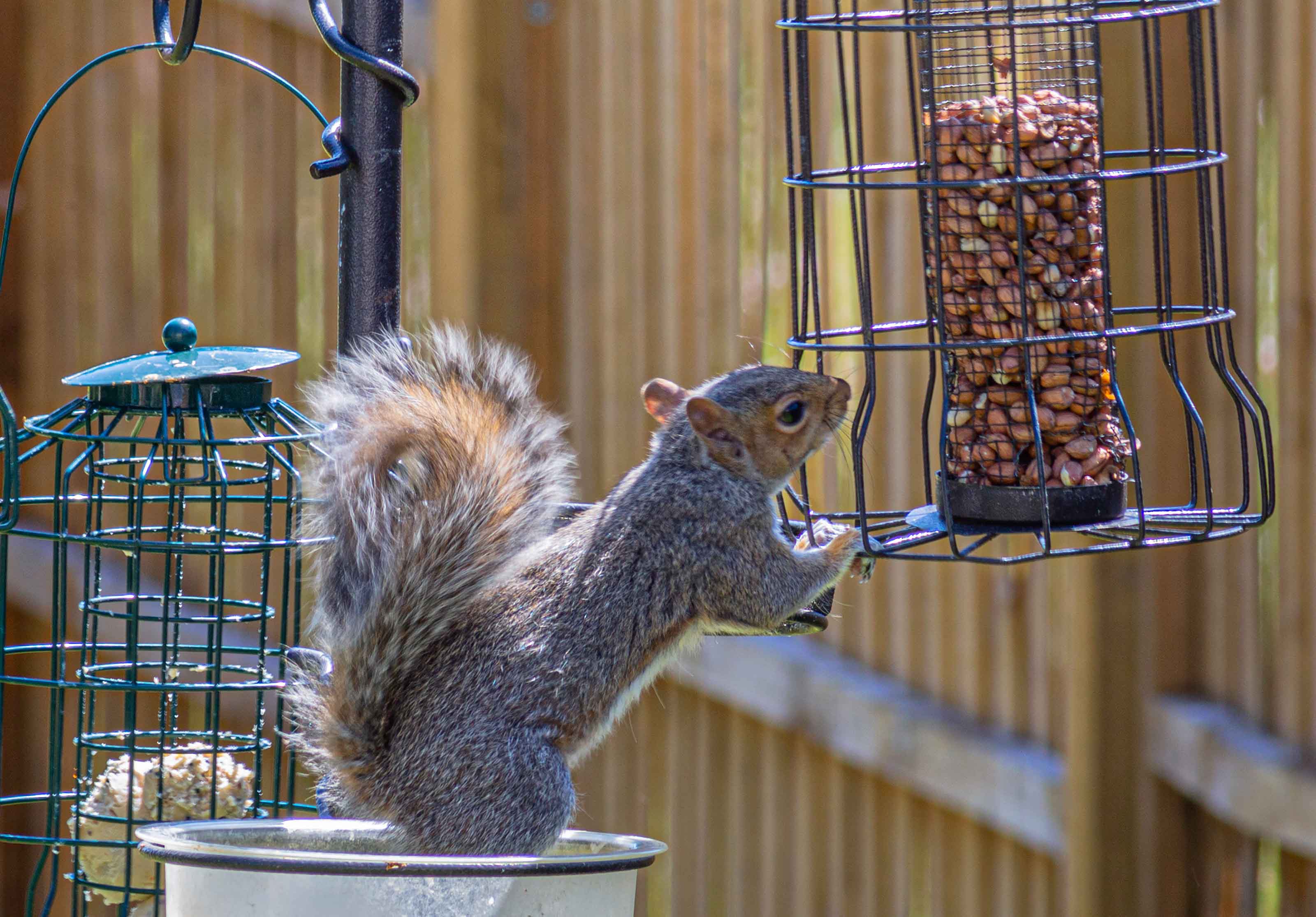 grey squirrel reaching for nuts in squirrel-proof feeder - how to get rid of squirrels in the garden