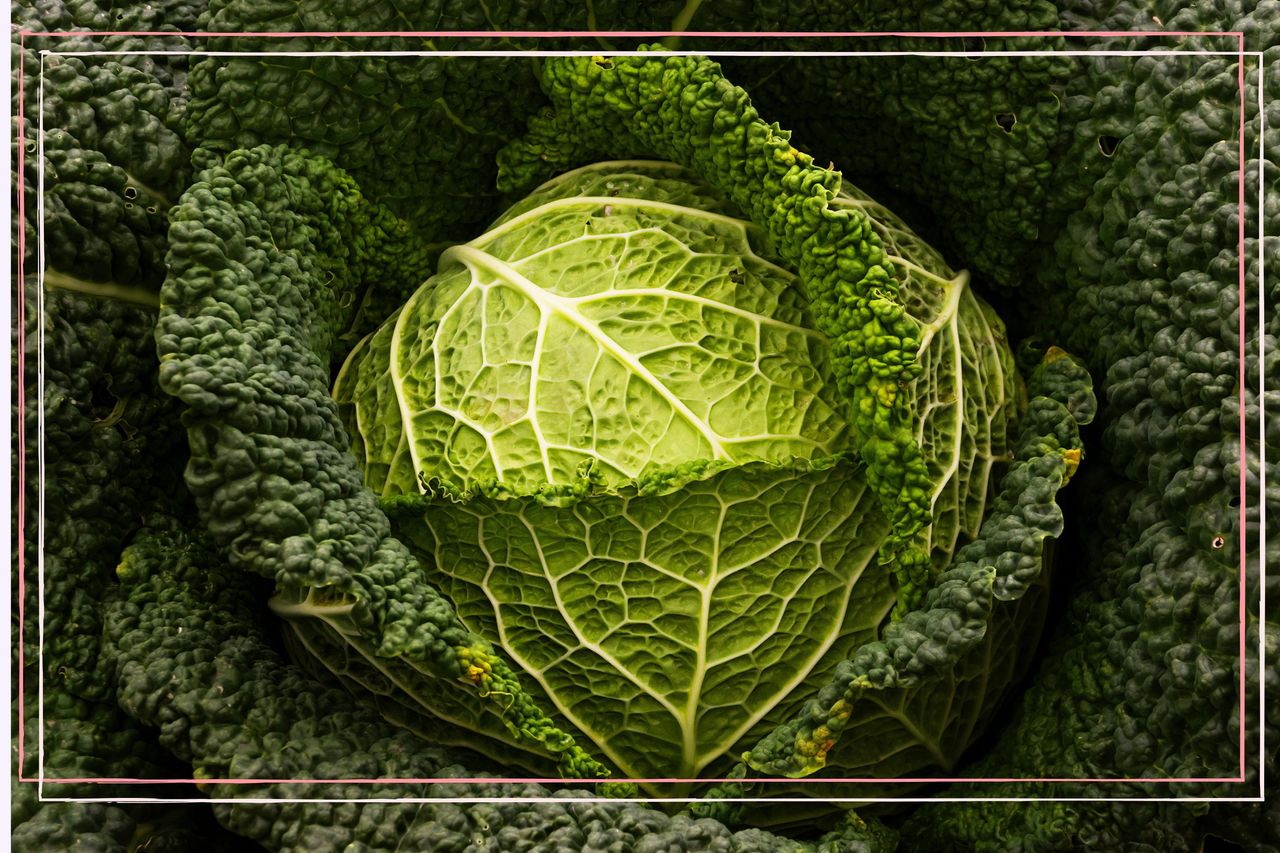 an extreme close up of a green cabbage with a pink border to signify the cabbage soup diet