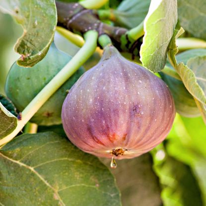 Fig Plant