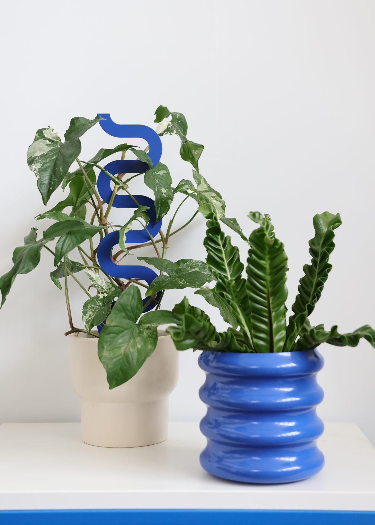 A set of two potted houseplants with a blue theme