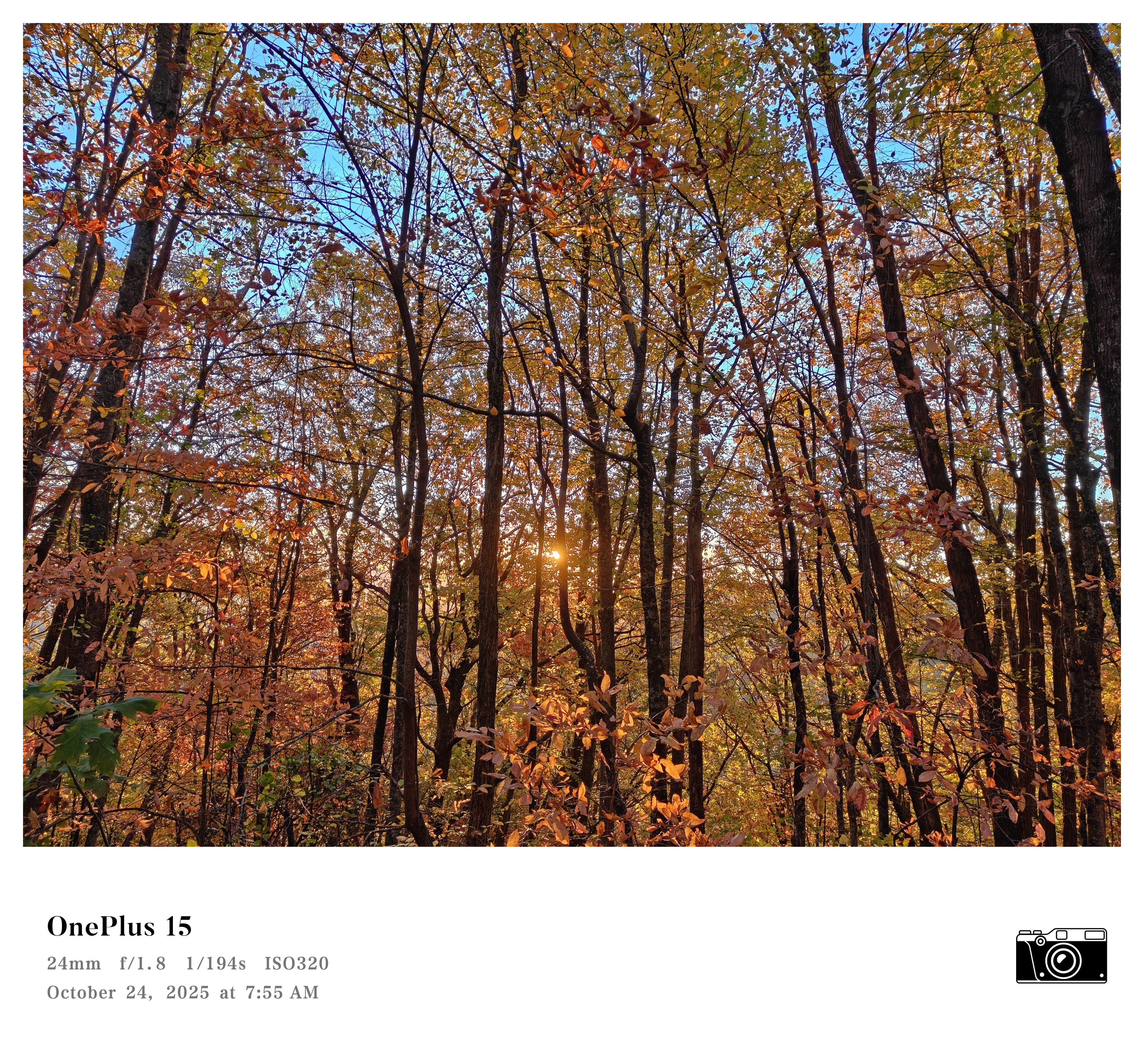 A photo of Fall foliage in the mountains, captured with a OnePlus 15