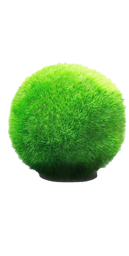 Marimo moss ball.