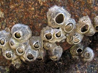 close-up of barnacles on rock