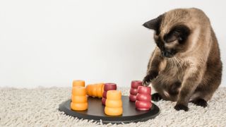 Siamese cat doing treat puzzle