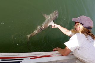 pigeye shark, tagging, animal tracking