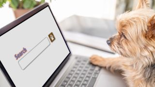 Dog using Google search on laptop
