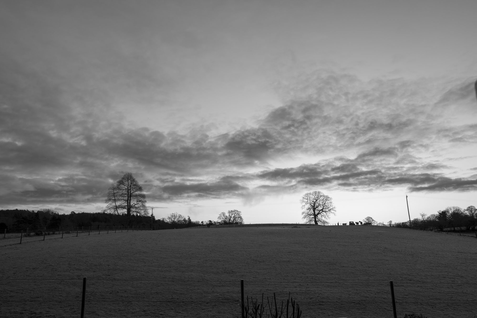 Leica Q3 Monochrom sample gallery: tree on the horizon