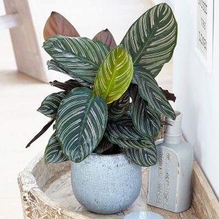 Calathea house plant with striped leaves in a grey plant pot