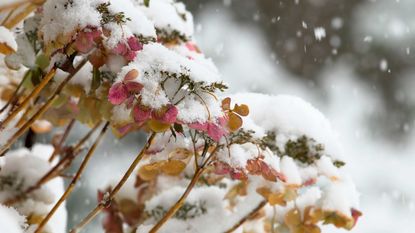 hydrangeas in snow