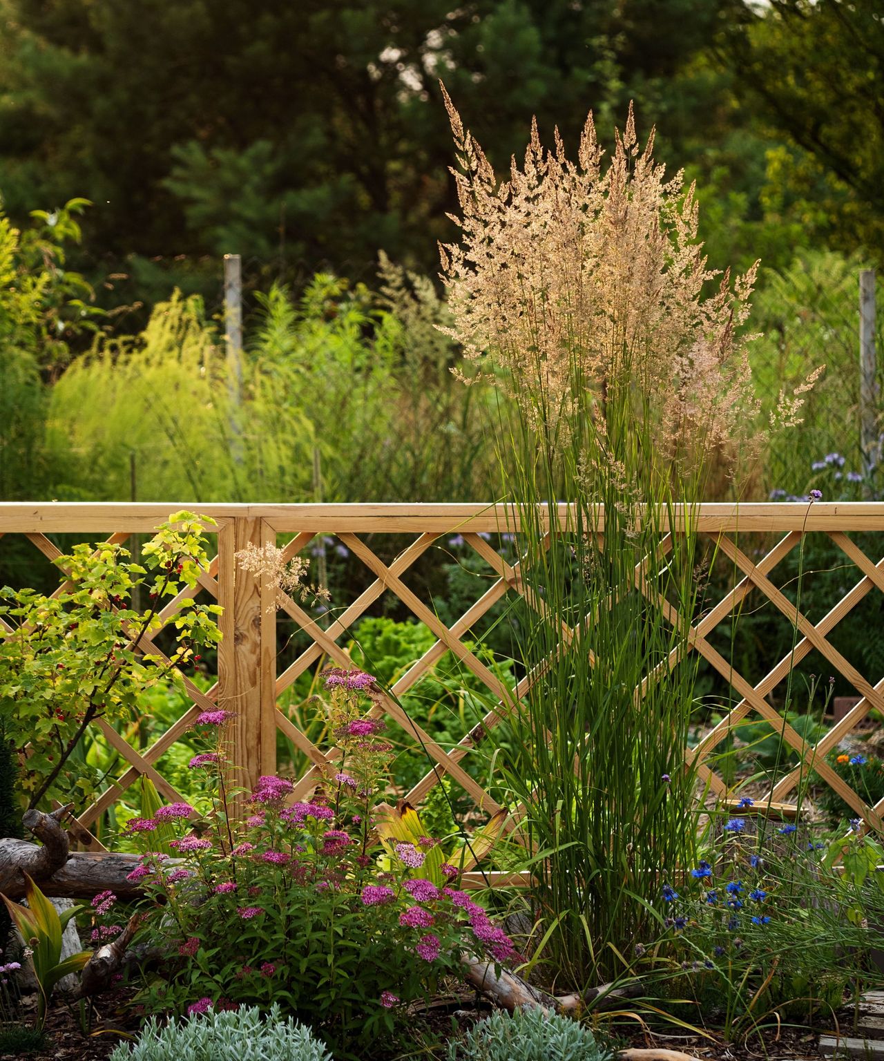 How to create backyard privacy without blocking light | Real Homes