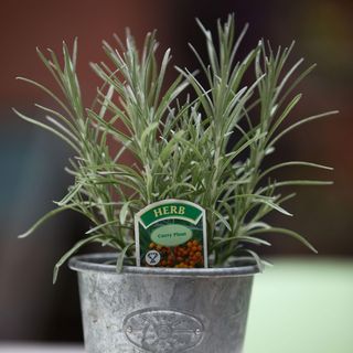 curry plant in silver pot