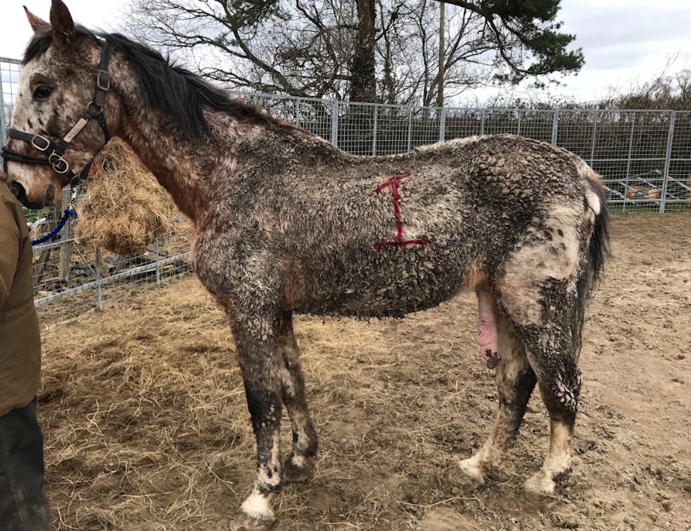 Stallion2.png