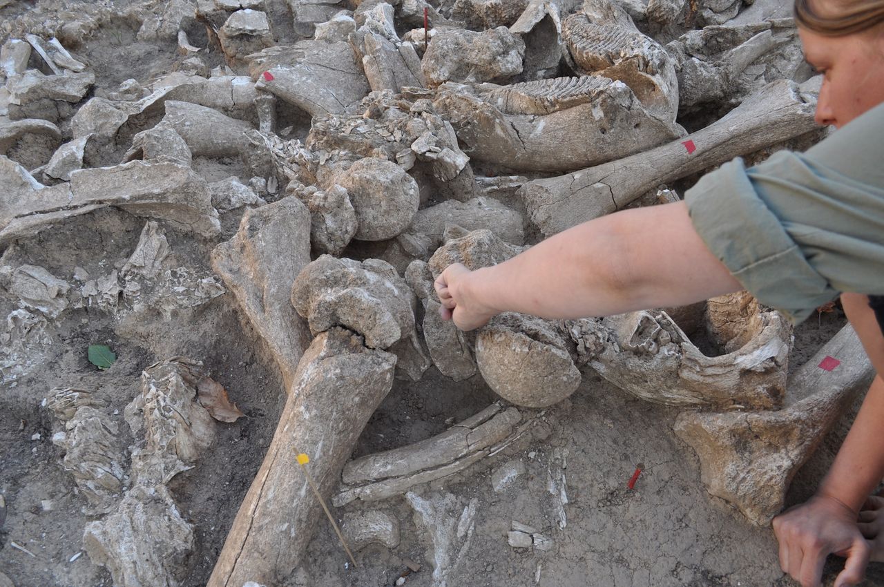 Notice the mammoth tooth just above this researcher's arm.