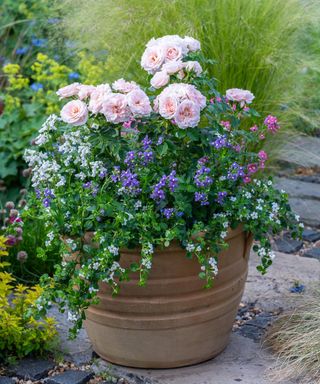 Cottage Garden Style Pot. Terracotta pot planted with patio rose 'Lovely Bride', white bacopa, Lobelia 'Cambridge Blue' and mixed Nemesias.