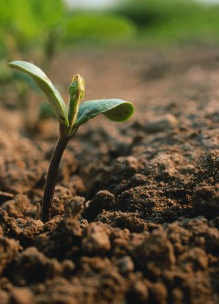 Soil prep