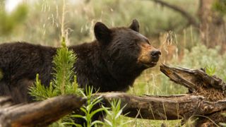 Black bear in woodland