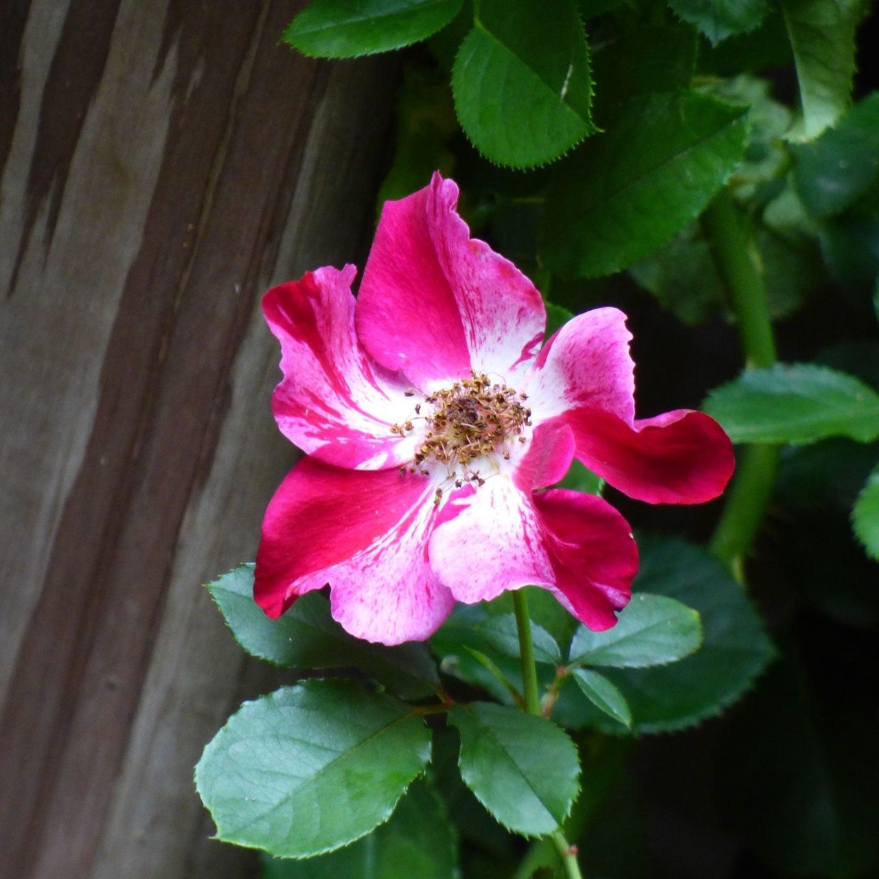 climbing rose