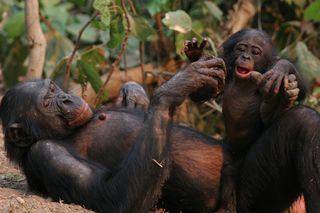 Bonobo and baby, Etumbe and her baby