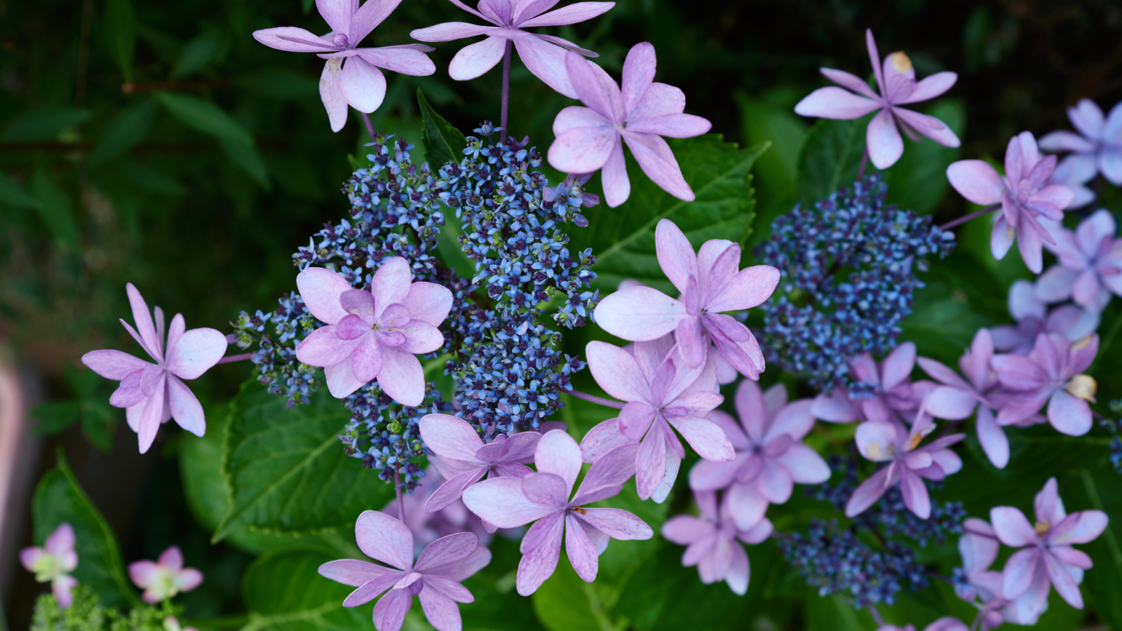 Pink and purple mountain hydrangea serrata