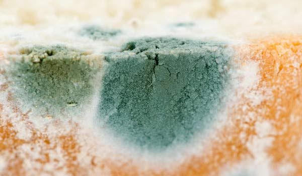 Bread Mold, Cheese Mold, And 5 Other Food Safety Questions Answered