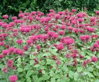 Large flowering bed of monarda raspberry wine