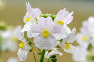 best plants for hanging baskets: closeup of nemesia