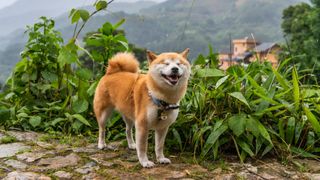 Shiba Inu