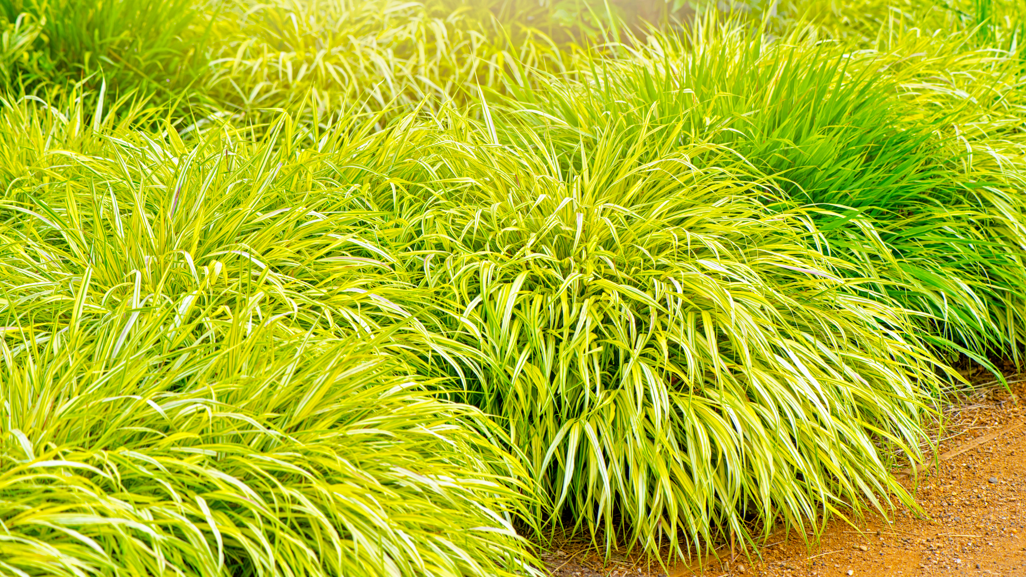 japanese forest grass in a landscaped garden