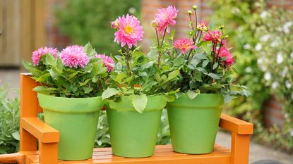 pink dahlias in green pots