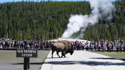 A bison walks near Old Faithful in Yellowstone National Park.