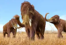 Image of three mammoths
