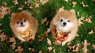 Two pomeranian dogs