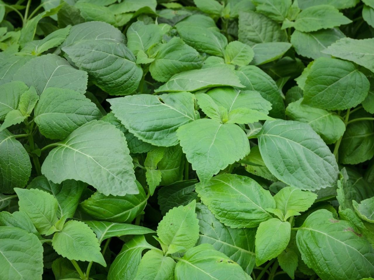 Leafy Green Tree Basil